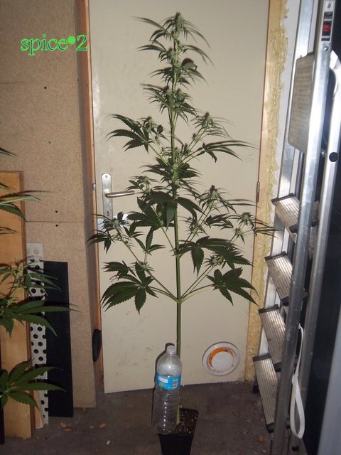 IMGP9303.JPG