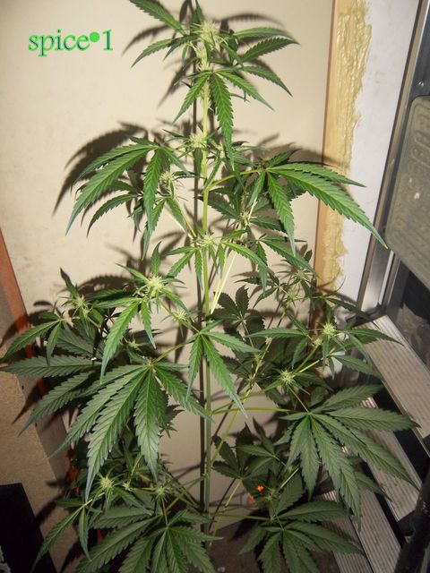 IMGP9301.JPG