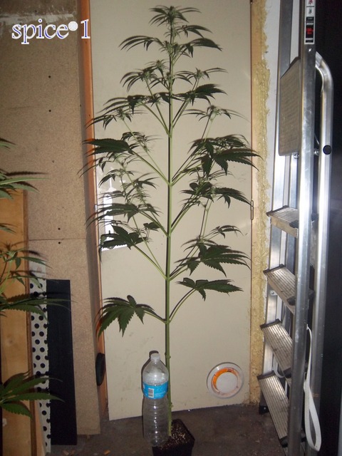 IMGP9295.JPG