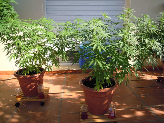 KALI MIST MACETA 20L.JPG