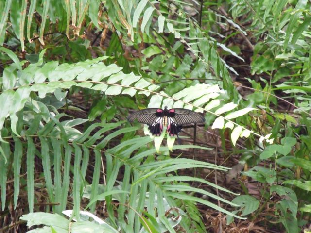 DSCF2818.jpg