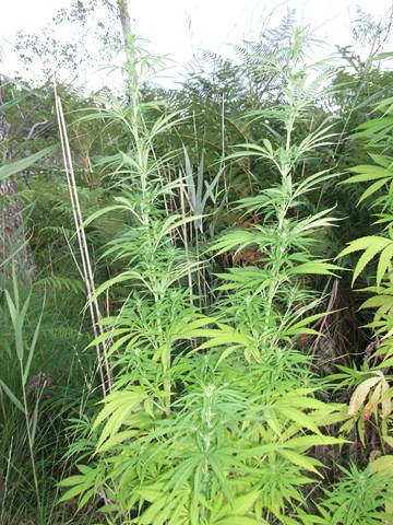DSCF1248 (Copier).JPG