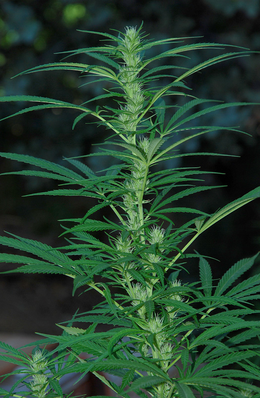 Mextiza 120903c 014 enf copia.jpg