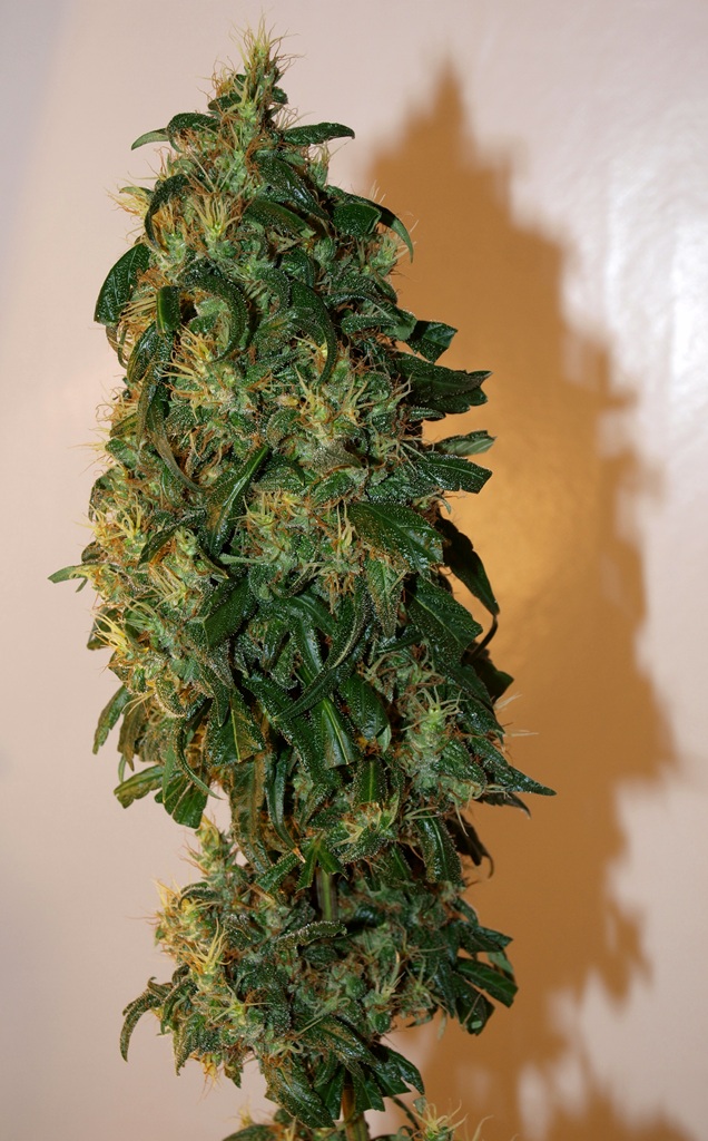 mhxpck cola aka pine.JPG