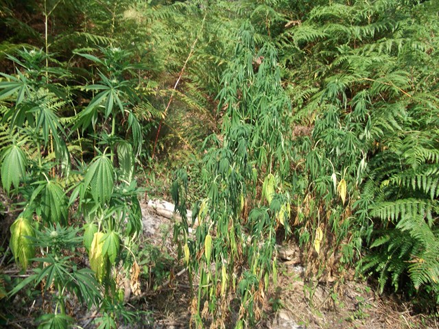 DSCF1270 (Copier).JPG