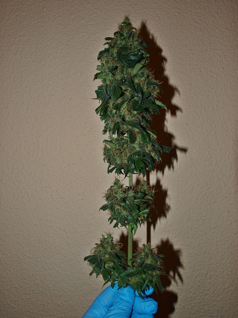 cosecha3.JPG