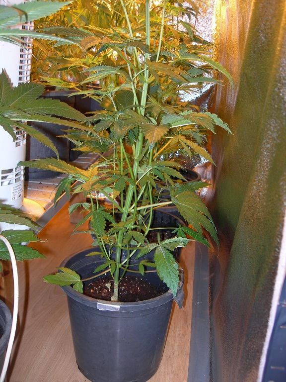 DSCN6061.JPG