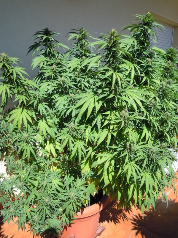 super skunk 1 septiembre.JPG