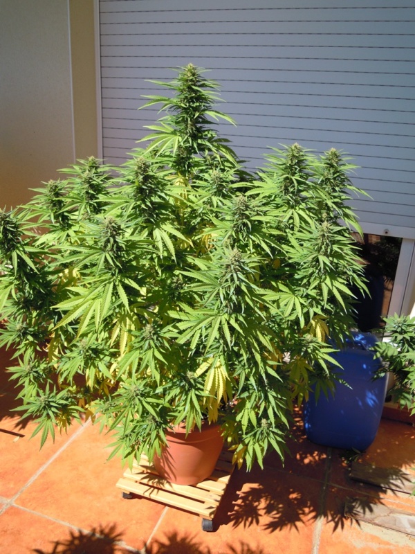 super skunk 3 septiembre.JPG