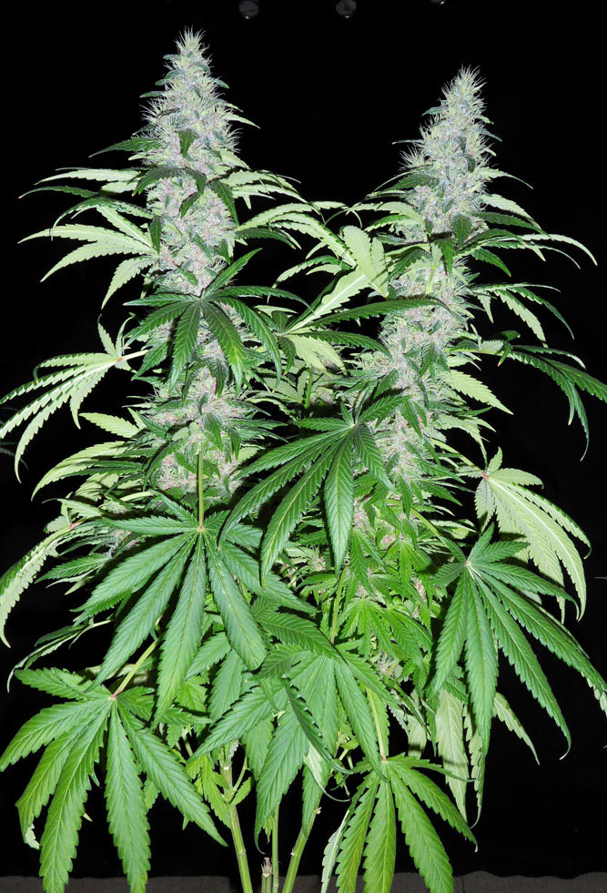 Jamaican-kush.JPG