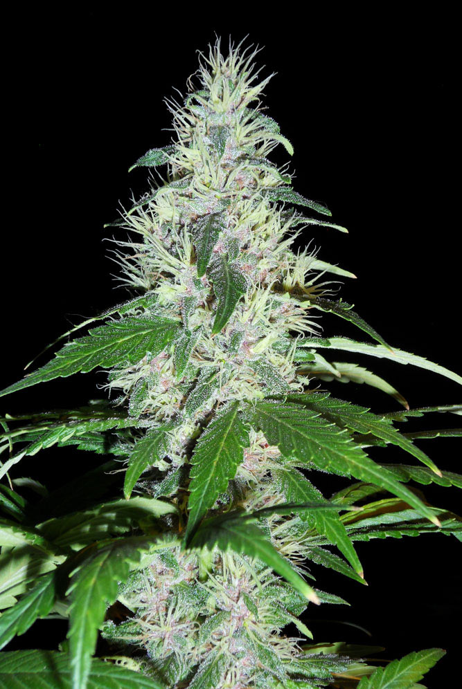 Jamaican-kush-.JPG