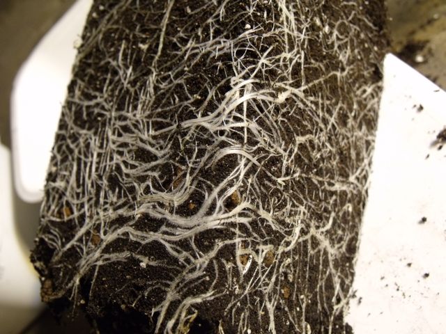 DSCF3188.jpg