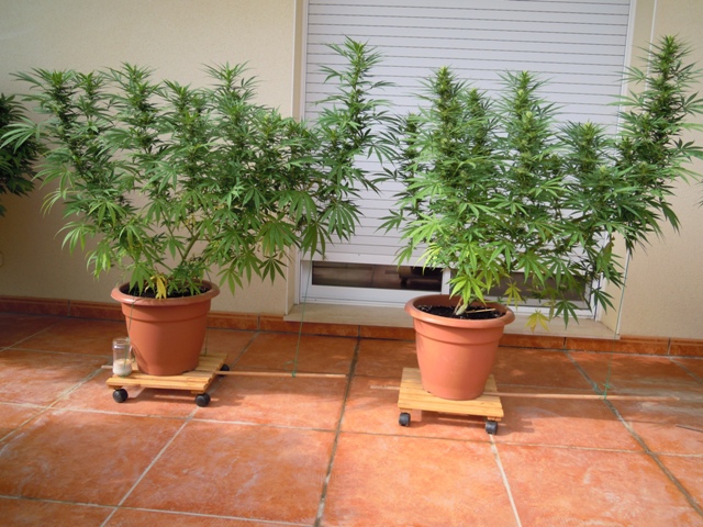 kali mist 1 y 2 20 sept.JPG