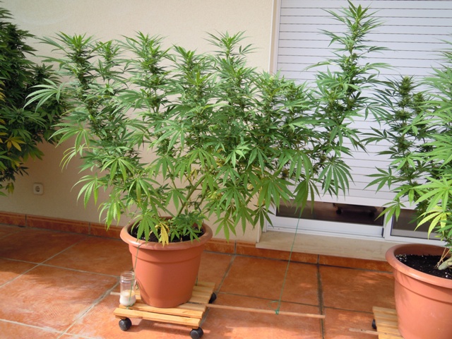 kali mist 1 20 sep.JPG