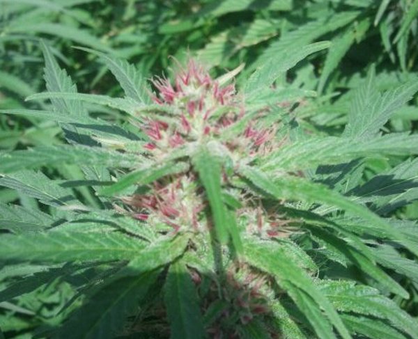 jam2012-09-17_11.26.24.jpg