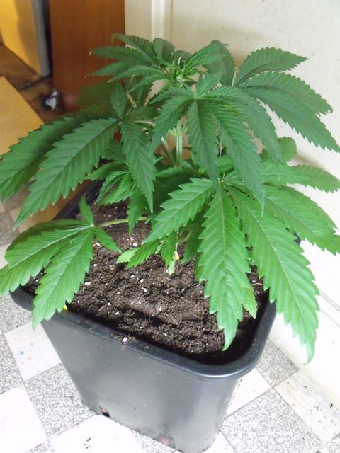 DSCF3195.jpg