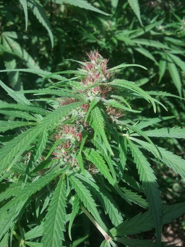jam2012-09-17_11.25.37.jpg