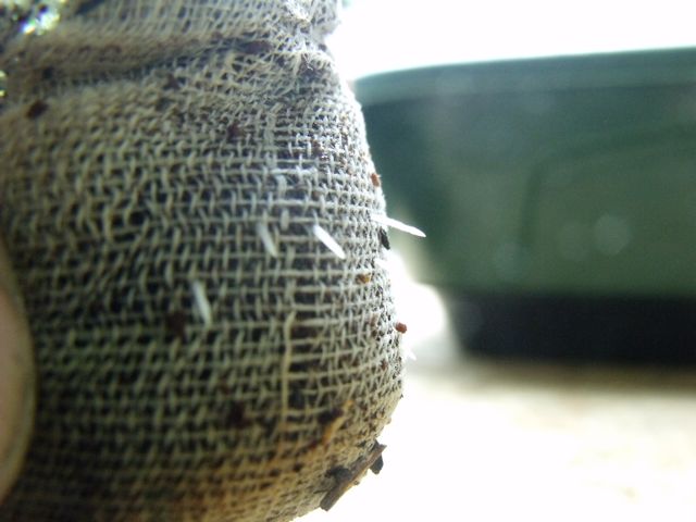 DSCF3208.jpg