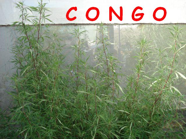 CONGO HAIR [640x480].JPG