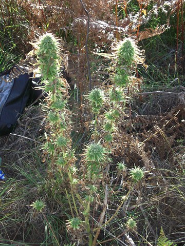 DSCF1362 (Copier).JPG