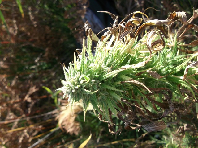 DSCF1363 (Copier).JPG
