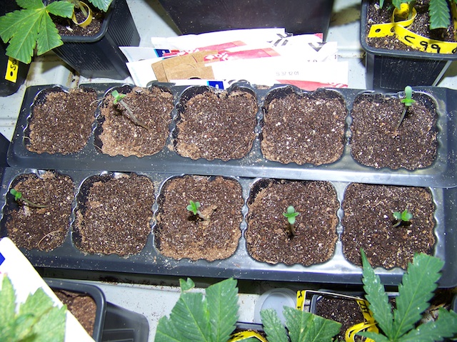 Germinacion Cold Creek Kush 02 co.jpg
