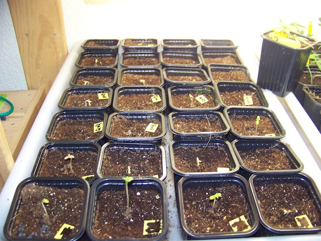 Germinacion Mexican x South Africa - Eddy x Hindu Hues - Queen Mother x Hindu Hues - Jack the Ripper 03 co.jpg
