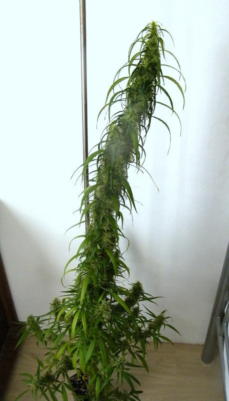 DSCF5686.JPG
