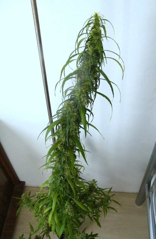DSCF5687.JPG