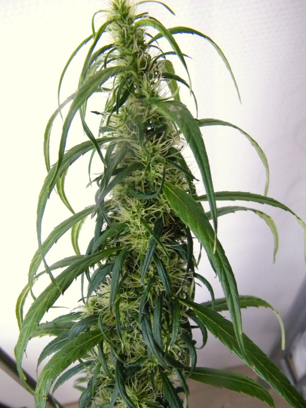 DSCF5688.JPG