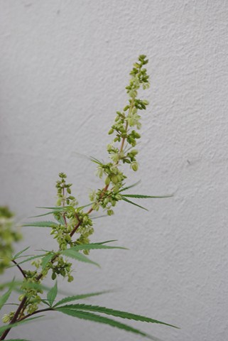 DSC_0023 (Copier).JPG