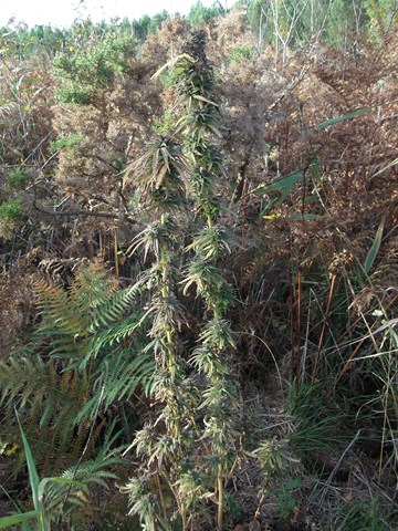 DSCF1407 (Copier).JPG