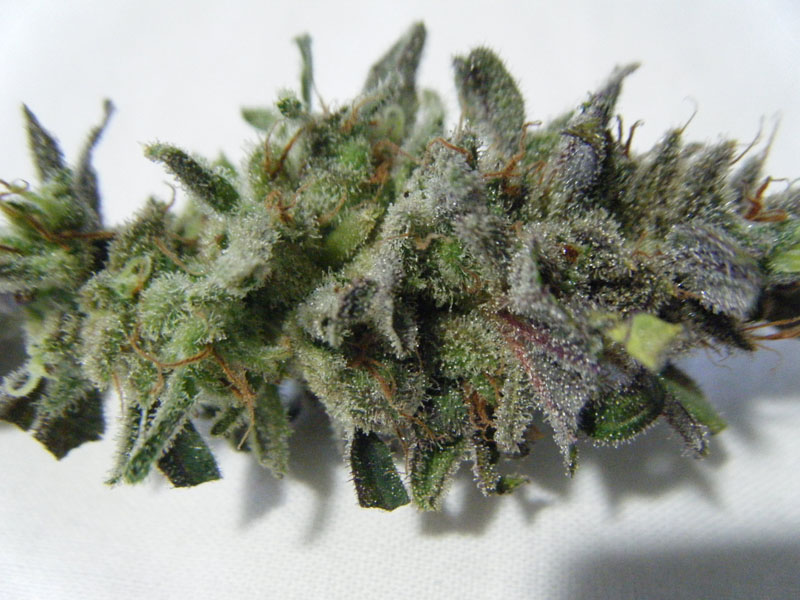 SCF6611.jpg