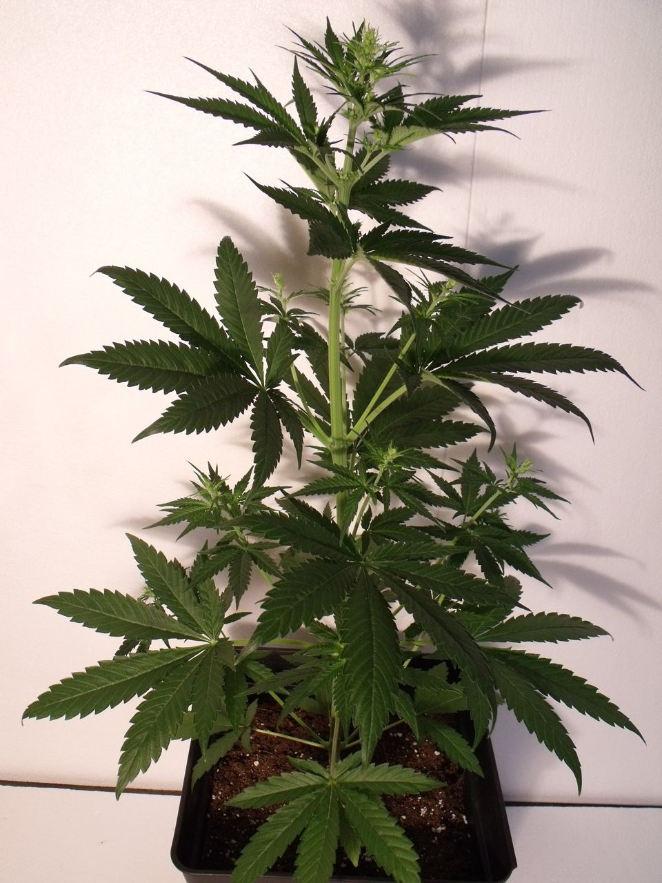 DSCF3212.jpg