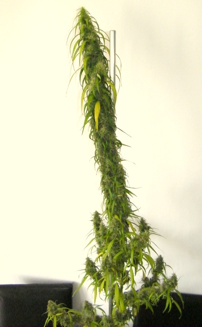 DSCF5717.JPG