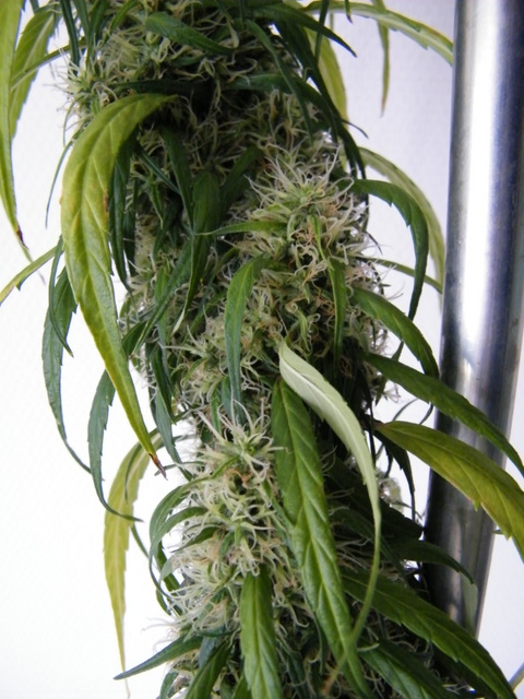 DSCF5719.JPG