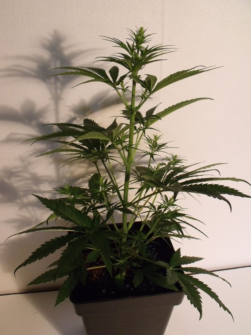 DSCF3215.jpg