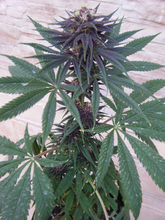 SCF7001.jpg