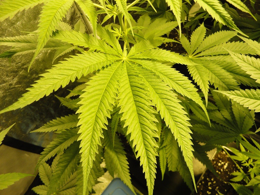 Shark Shock Leaf.JPG