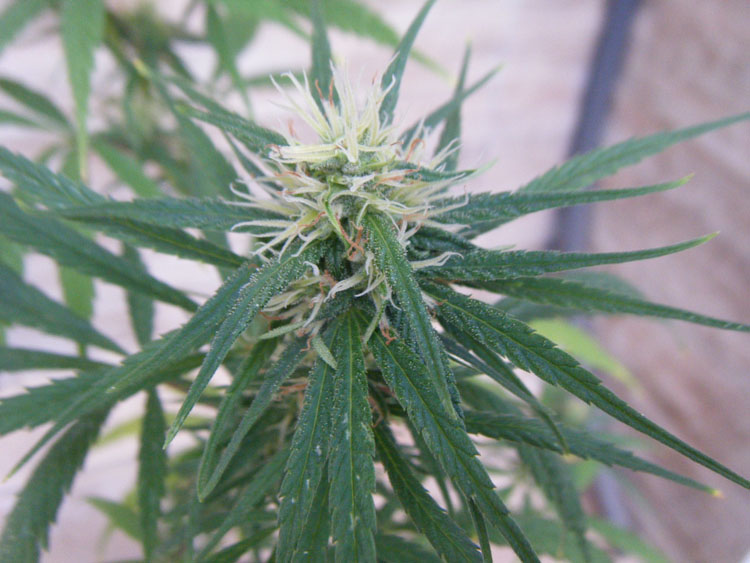 SCF7011.jpg