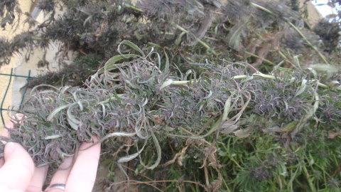 PC050010.JPG