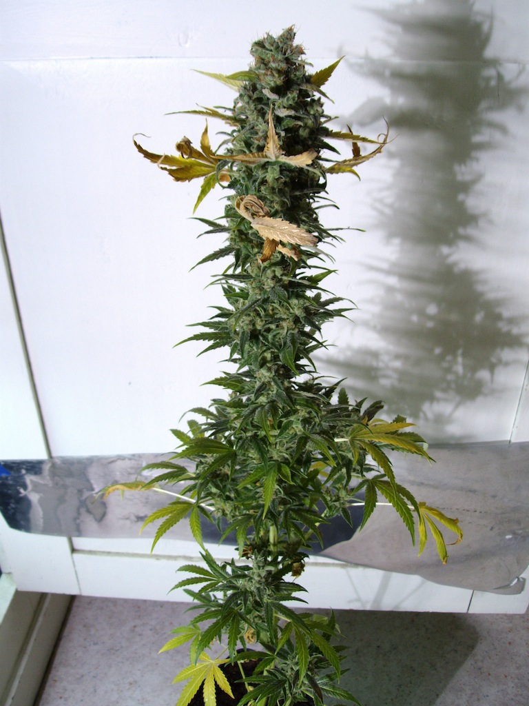 plant 1.JPG