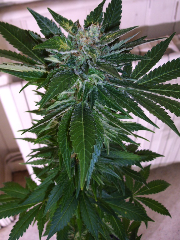 plante 2 detail.JPG