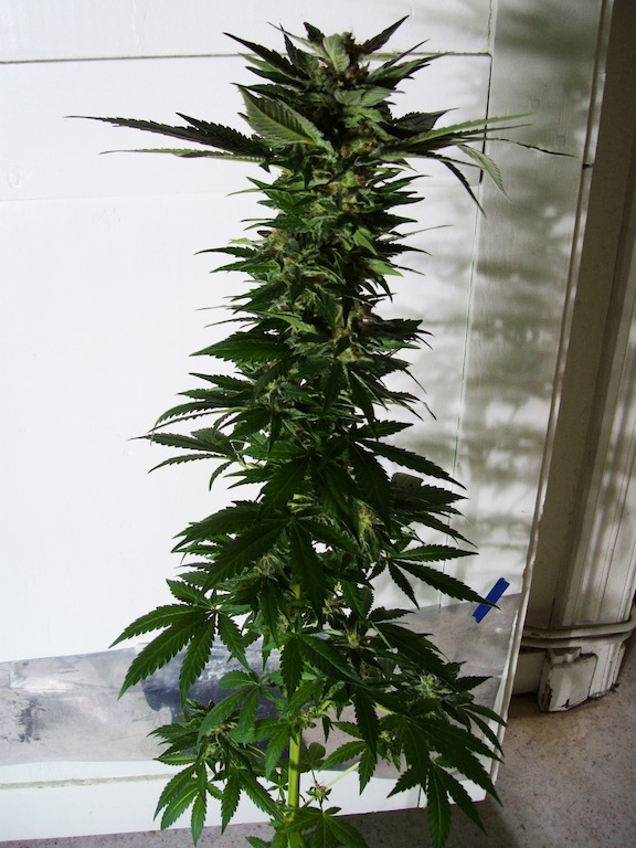 plante 3.JPG