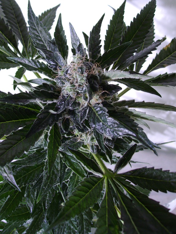 plante 3 detail.JPG