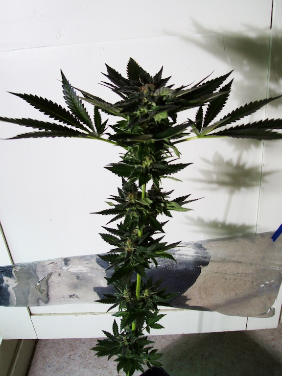 plante 4.JPG
