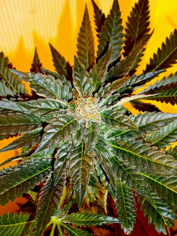 plante 4 detail suite.JPG