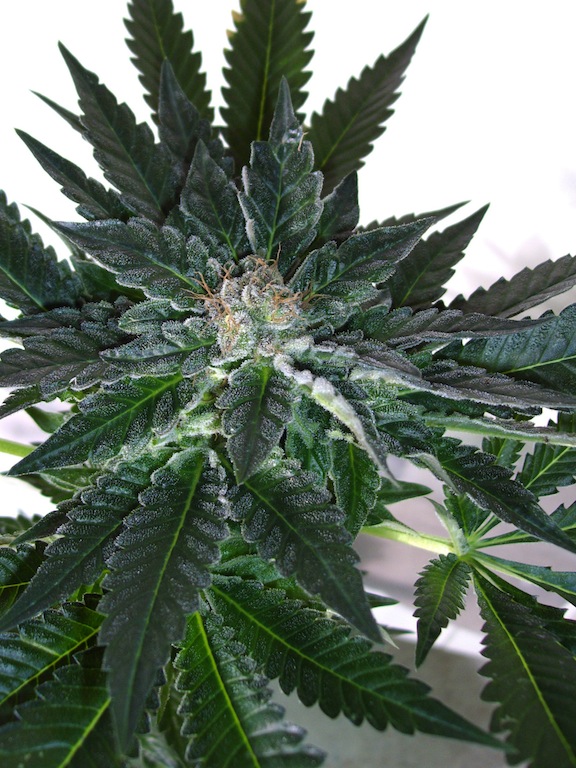 Edy planta 4.JPG