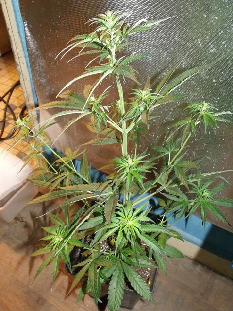 DSCF3318.jpg