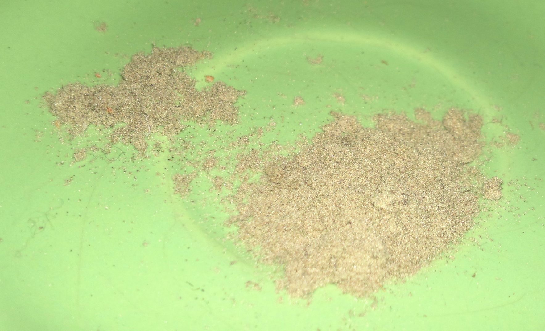 pb pollen.jpg